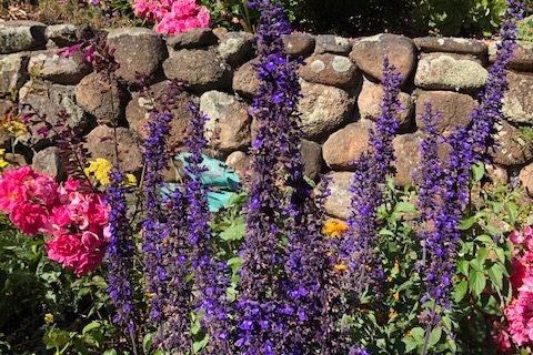 Aunt D Flowers