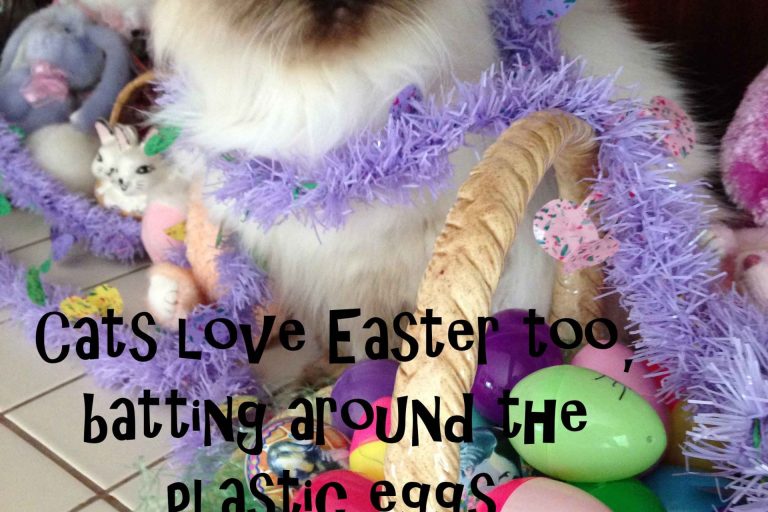 Easter Cat (002)