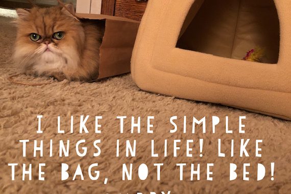 Starry Alive
