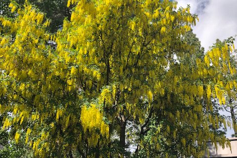 Yellow Tree