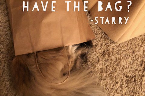 Starry Bag