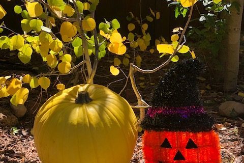 Pumpkin Yellow