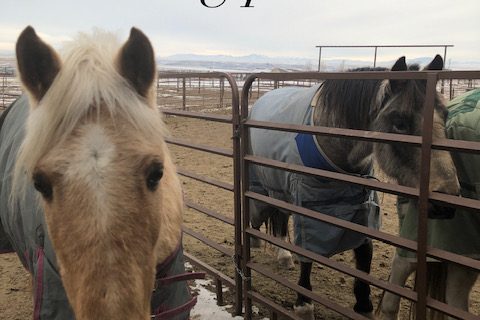horses