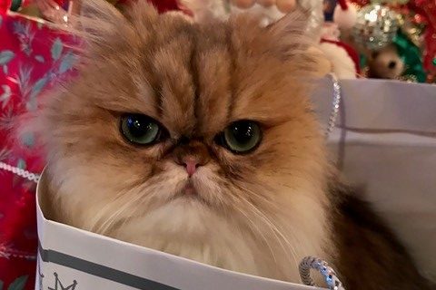 Starry in Christmas Bag