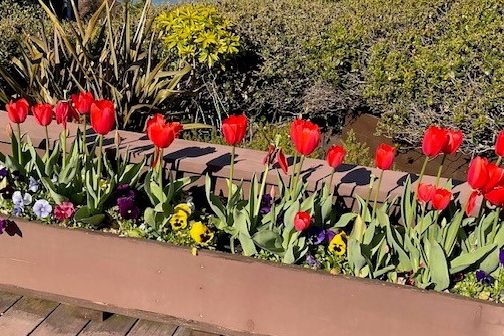 tulips (2)