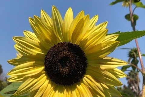 One Sunflower