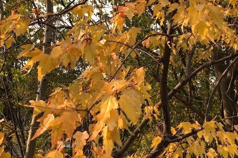 Fall orange