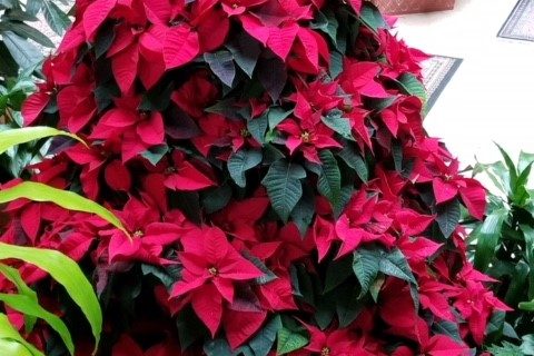 red Christmas tree