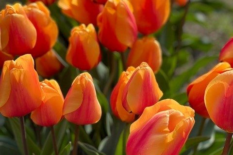 Tulips3