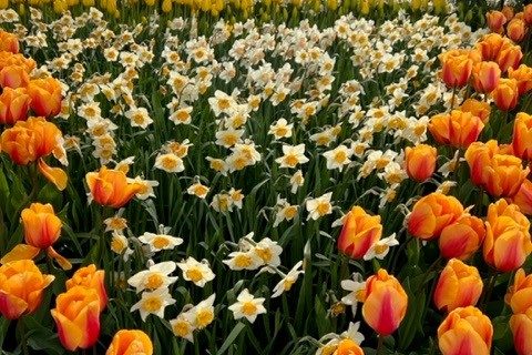 tulips 4