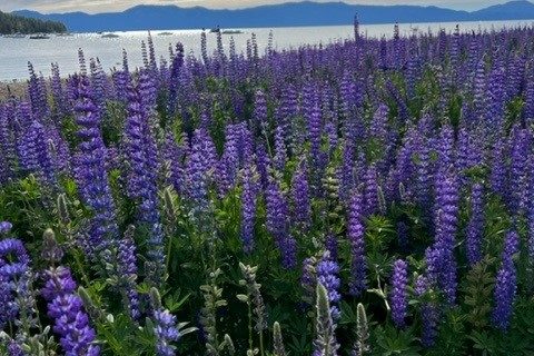 lupine