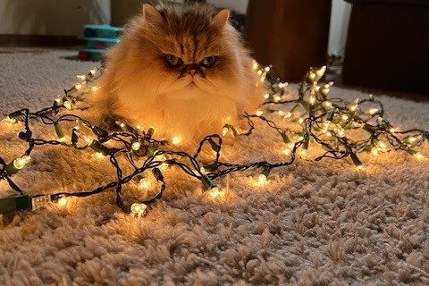 Starry helper