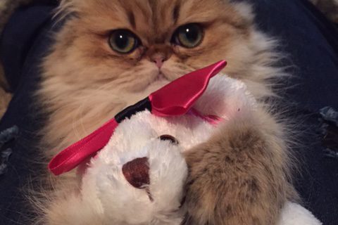 Happy birthday from Starry