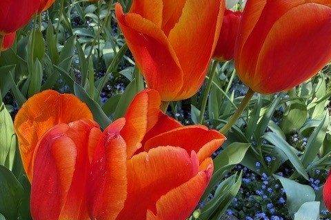 spring time flowers